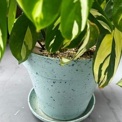 クテナンテ　ルベルシアーナ🪴インナチュラルの6号鉢入りの画像