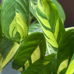 クテナンテ　ルベルシアーナ🪴インナチュラルの6号鉢入りの画像