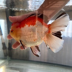 ローズテールオランダ　トリカラー　金魚　オランダ　獅子頭の画像