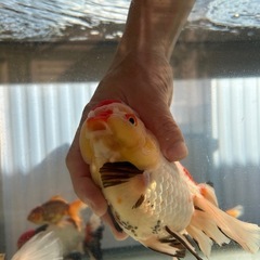 ローズテールオランダ　トリカラー　金魚　オランダ　獅子頭の画像