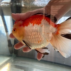 ローズテールオランダ　トリカラー　金魚　オランダ　獅子頭の画像