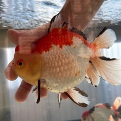 ローズテールオランダ　トリカラー　金魚　オランダ　獅子頭の画像