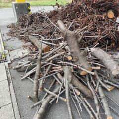 引取限定　伐採した桜の木あげます!の画像
