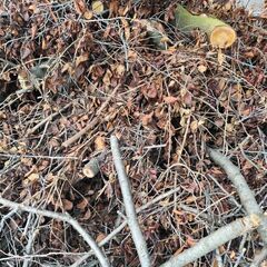 引取限定　伐採した桜の木あげます!の画像