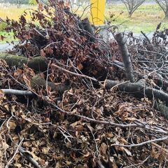 引取限定　伐採した桜の木あげます!の画像