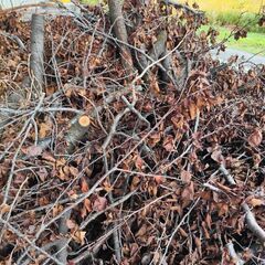 引取限定　伐採した桜の木あげます!の画像