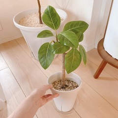 フィカスアルテシマ　観葉植物
の画像