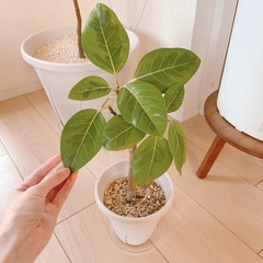 フィカスアルテシマ　観葉植物
の画像
