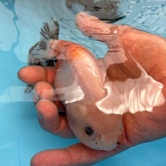 らんちゅう　中国産の画像