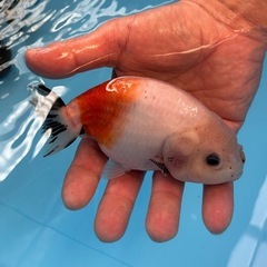 らんちゅう　中国産の画像