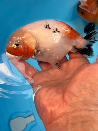 らんちゅう　中国産