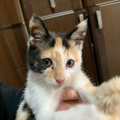 生後8週間程度　ミケ女の子　かぎしっぽ