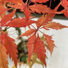 イロハモミジの園芸品種「コシミノ＜腰蓑＞」（実生）鉢植えの画像