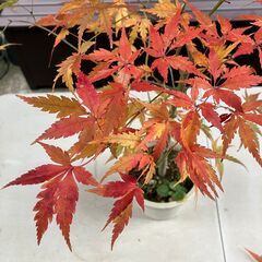 イロハモミジの園芸品種「コシミノ＜腰蓑＞」（実生）鉢植えの画像