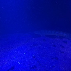 水槽内売り！高いなと思ったら値段提案くださいの画像