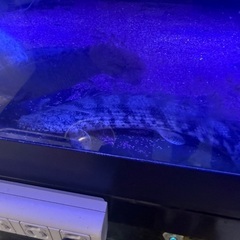 水槽内売り！高いなと思ったら値段提案くださいの画像