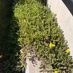 多肉植物 ルビーネックレス　抜き苗の画像