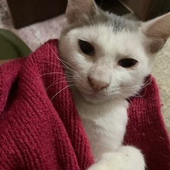 グレー多めフォルムがコンパクト🤭4ヶ月女子🩶🩶