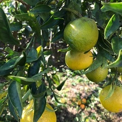 お取引き中　家庭用果物②　スイートスプリング 1kgの画像