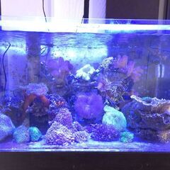 ​【引取限定】沖縄 海水魚・サンゴ天国へ！すぐ始められるオーバーフロー水槽セットの画像