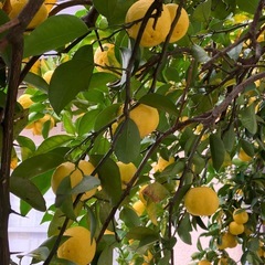 柚子(一才柚子)の画像