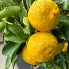 柚子(一才柚子)の画像