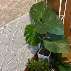 鑑賞植物　配達可能の画像