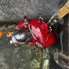 置物　陶器の画像