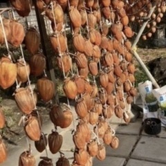 明日まで受付‼️干し柿‼️コロ柿‼️アンポ柿⁉️ 好きな呼び名で呼んで下されwの画像