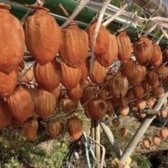 明日まで受付‼️干し柿‼️コロ柿‼️アンポ柿⁉️ 好きな呼び名で呼んで下されwの画像