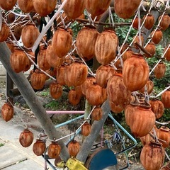 明日まで受付‼️干し柿‼️コロ柿‼️アンポ柿⁉️ 好きな呼び名で呼んで下されwの画像