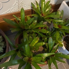 鑑賞植物12株　配達可能の画像