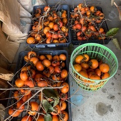 【急】富有柿　欲しい方どうぞの画像