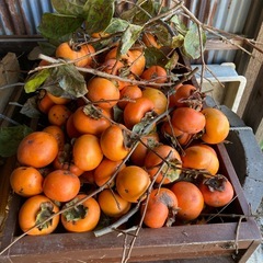 【急】富有柿　欲しい方どうぞの画像