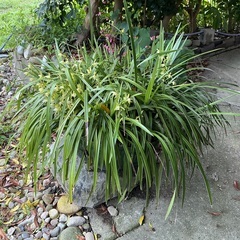 寒蘭大鉢の画像