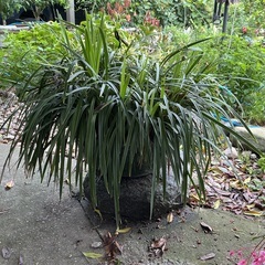 寒蘭大鉢の画像