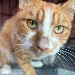 脚の怪我、断脚を乗り越えた3本脚のこたろう　茶白　オス − 群馬県