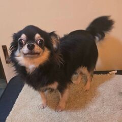 チワワ４歳♀️(ココちゃん)