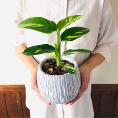 クテナンテ　ルベルシアーナ🪴インナチュラルの6号鉢入りの画像