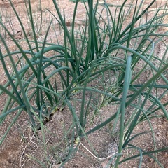 たまねぎ苗(ジェットボール極早生)の画像