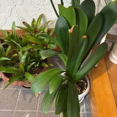 蘭　配達可能の画像