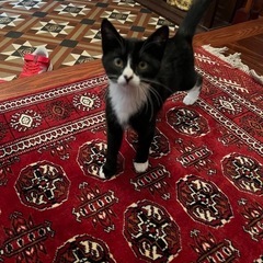 急募｜母猫を亡くし急遽保護中の黒白子猫！ちょっとシャイだけど、お...