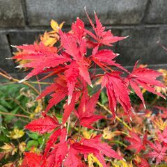 イロハモミジの園芸品種「コシミノ＜腰蓑＞」（実生）鉢植えの画像