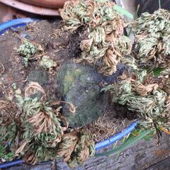 盆栽２点あげますの画像