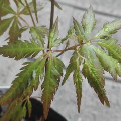 イロハモミジの園芸品種「コシミノ＜腰蓑＞」（実生）鉢植えの画像