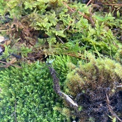 苔　苔リウム　の画像