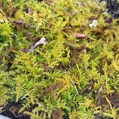 苔　苔リウム　の画像