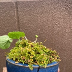 苔　苔リウム　の画像