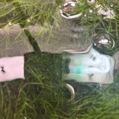 ウィローモスの画像