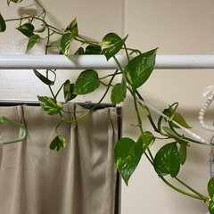 ポトス　小分け【無料】の画像